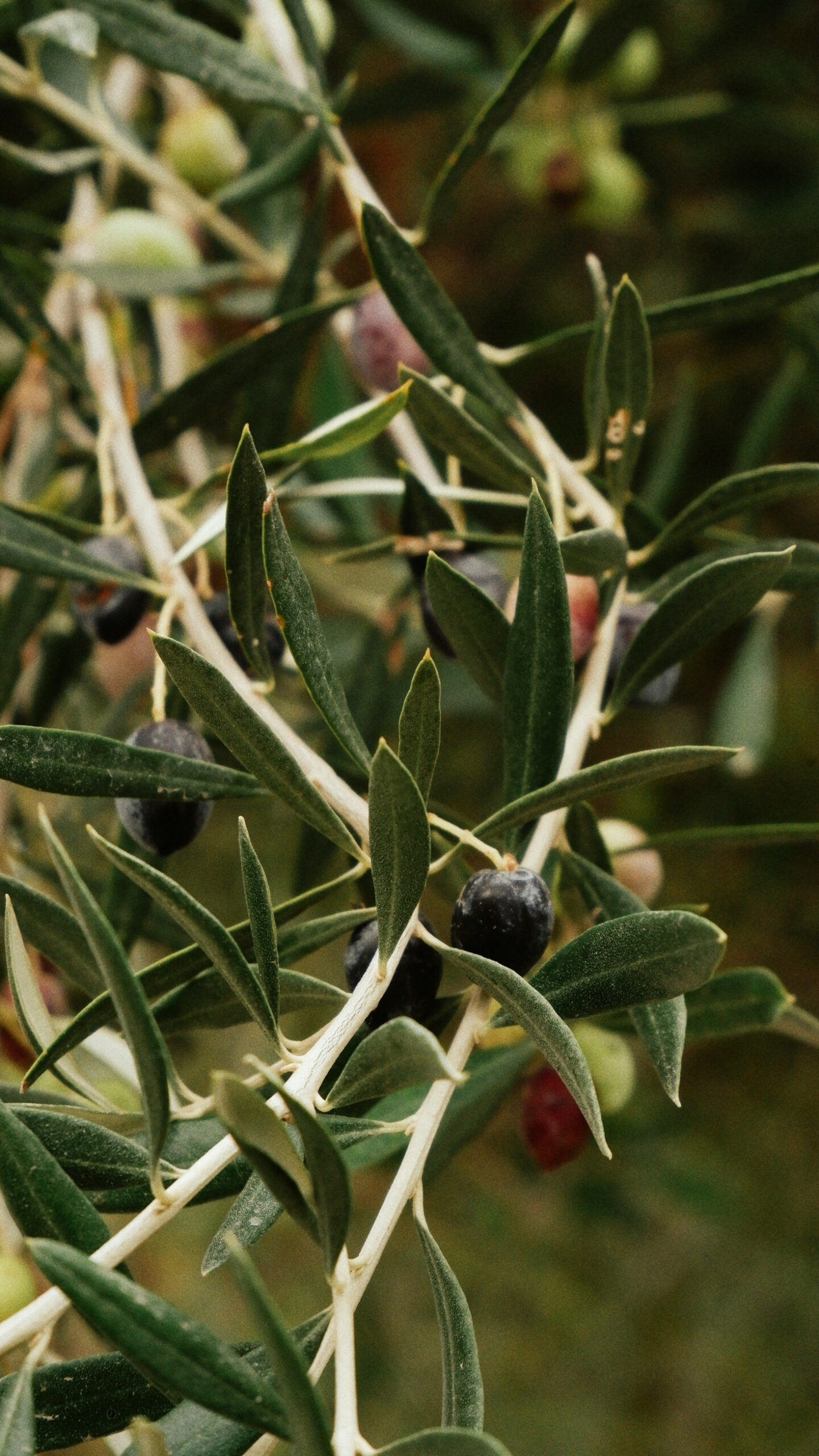 The Role of Olive Oil in Mediterranean Diets